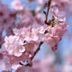 Nippon-season.photo