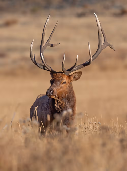 Item #19207338348144225692080396183640865546201068415206893468727031810183932149761 Media