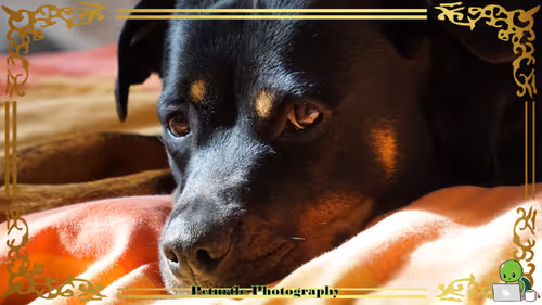 Item #63688176006920298669738405398310368792609774011425620877012058001148169158657 Media