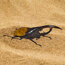 Dynastes hercules#99