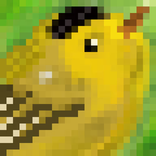 Wilson's Warbler No. 1