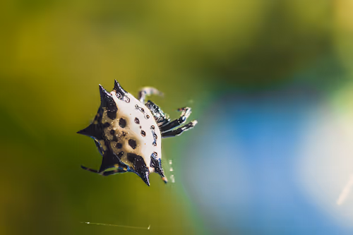 Item #105090597216655980557633683149084672751347825439893935605656298058403259875329 Media