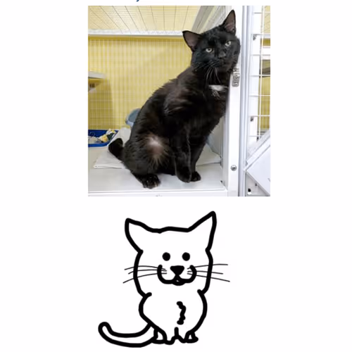 Shelterfrens