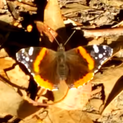Queen Butter fly 