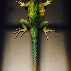 Geko X-Ray