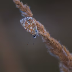 Lycaenidae - Aricia agestis