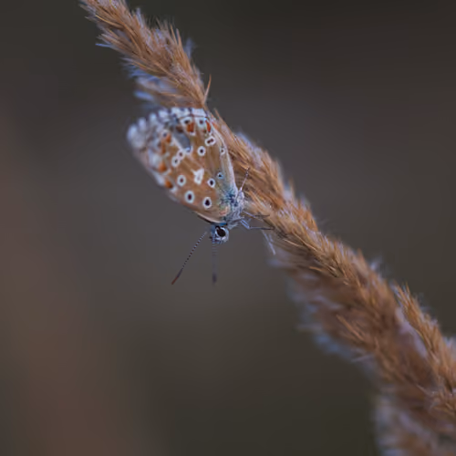 Lycaenidae - Aricia agestis