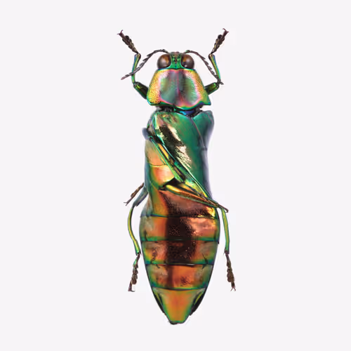 Item #111059480755819072401472915714429599823664809872456549623330074138170361905153 Media