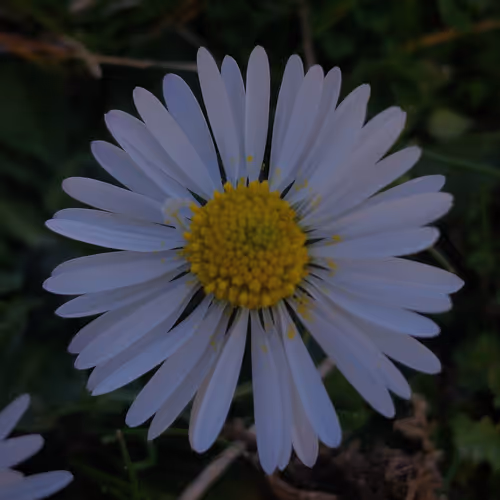 c8r Collection - old