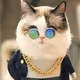 wealthycat