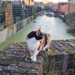 #11 Crypto Gold(ie) - Green canals, yikes 