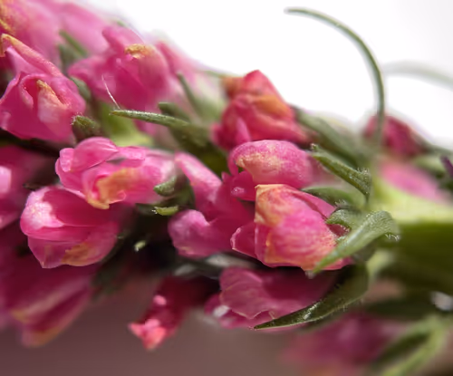 Item #101798116254510798330486236990451841615541533753866395116378150714703739879425 Media