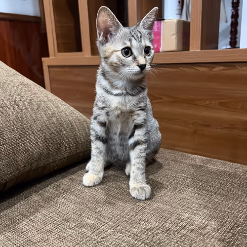 ToniD_eth Collection