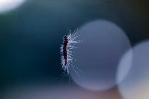 Item #15286439154353413258560728673590493507949724092509999987352070320816446767105 Media