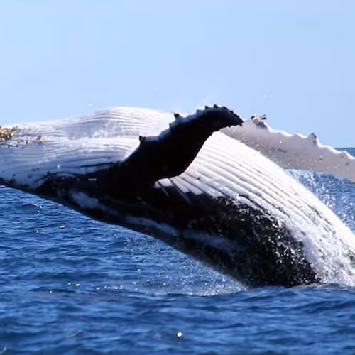 The Whales