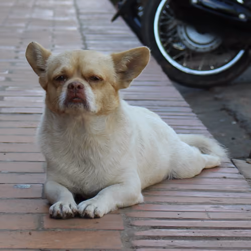 Doggy