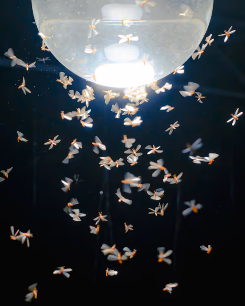 Item #105025572156970423279806083631740089086586526732791604564462751975818091560961 Media