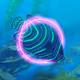 Many Fish