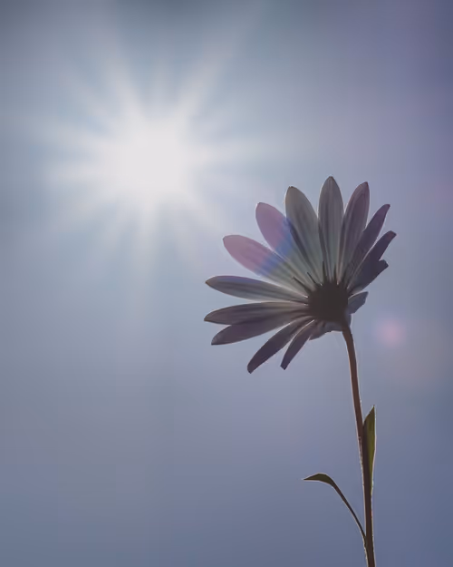 Item #61140817841535323188943582947873458398896939162862574355994582744726065119233 Media