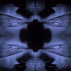 SLEEPING BEES Dusk