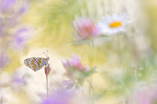 Item #93266284144830197482070166844715761700417272028228172866766761866863642148865 Media