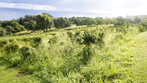 Item #111384347419130010131898734196272882001680551158239169533315207258092760727553 Media