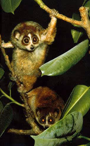 Bycticebus pygmaeus