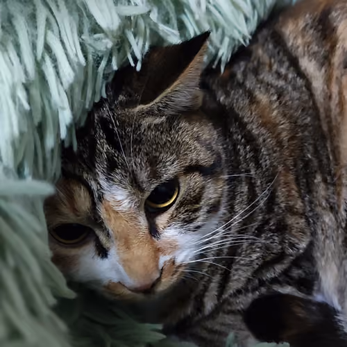 cat afraid KT004