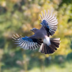 Jay