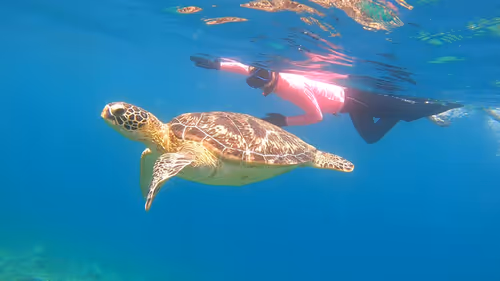 Item #93917210928009552265570427413341546020590352631026157694666951324149062041602 Media