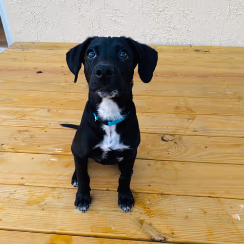HennessyPapi Collection