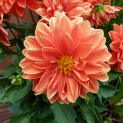 Dahlia Pinnata