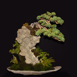 梵天岩の松: Pine Tree on Bonten-Rock