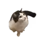 78770687501384158307179367848502076455878205720259361408903861659796343095297
