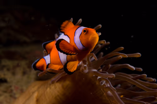 Item #109490832129019688530510015622516671857324775840030093758317008306302978359297 Media