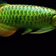 MisterGreen Collection