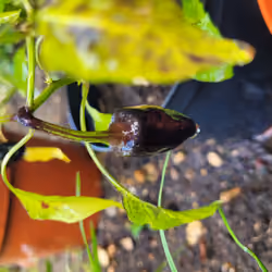 The Lonely Chilli