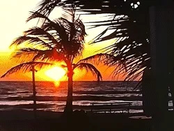 #019 Palm Tree Dazed Sunset Florida - 1970s - Found Footage NFT: Super 8 + 8mm