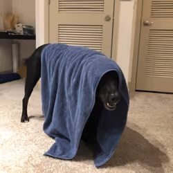 Hide n Go Seek Luna
