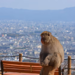 City AND Monkey