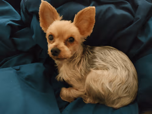 Crypto Collection Dogs