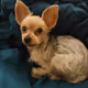 Crypto Collection Dogs