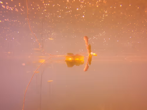 Item #115430421716330114127925714386191036467996783471008022249532804597929327198209 Media