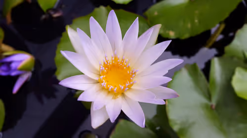 Item #9219050150944409377619180316701258752688903686194552541810005486427420229633 Media