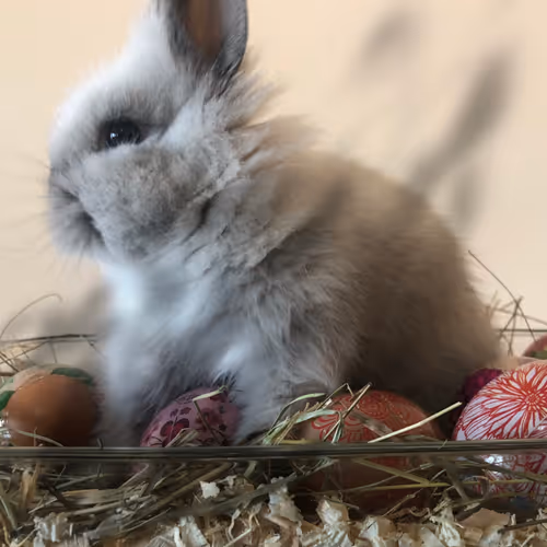 Ashe_the_Bunny Collection