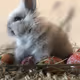 Ashe_the_Bunny Collection