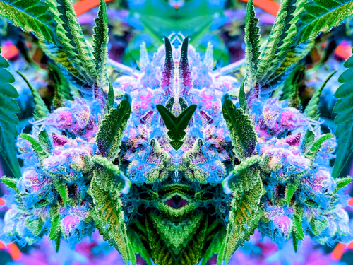 Item #83970981387443879143921485150900069530799783516997234463864977567772657582081 Media