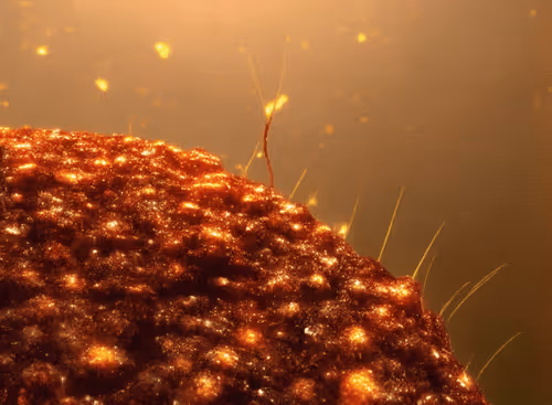 Item #98695163844141812296559601516468632585703412525772017875852753083441507991553 Media