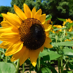 sunflower #0002