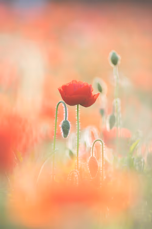 Item #108911492996146874115956011896780761878527851196280444702557873469888409894913 Media